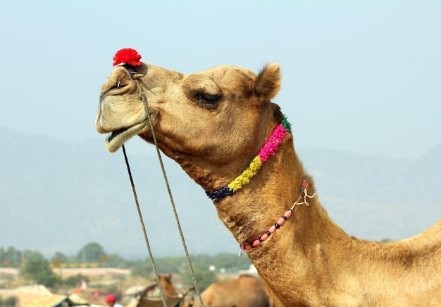 Camelo durante festival em Pushkar