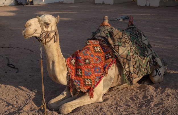 Camelo egípcio com sela deitado na areia do deserto