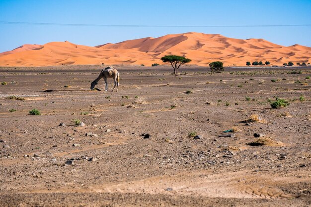 Camelo em um deserto