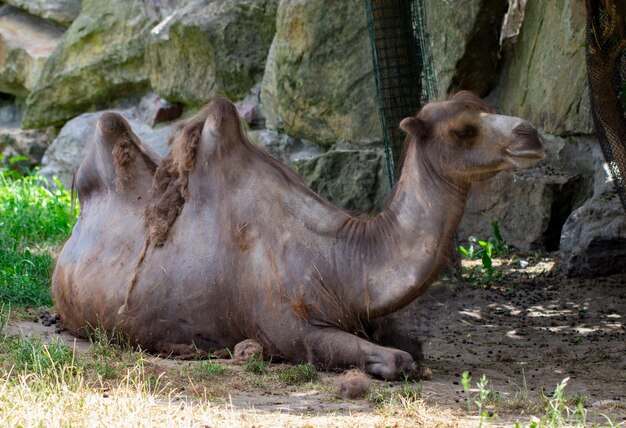 Camelo fechar no zoológico. dia ensolarado de verão.