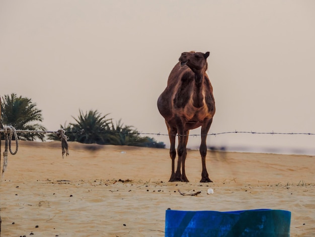 Foto camelo na praia