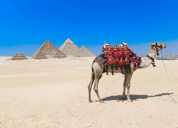 Camelo nas pirâmides