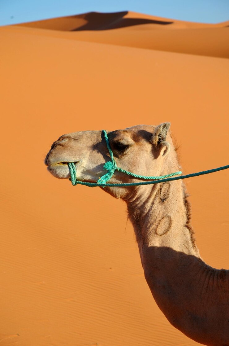 Foto camelo no deserto contra o céu limpo