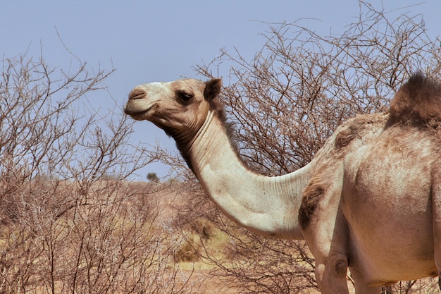 Camelo no deserto do Saara do Sudão