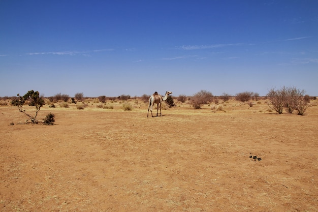 Camelo no deserto do saara do sudão