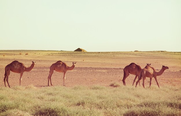 Camelo no deserto quente no sudão, áfrica. fundo de viagens conceituais.