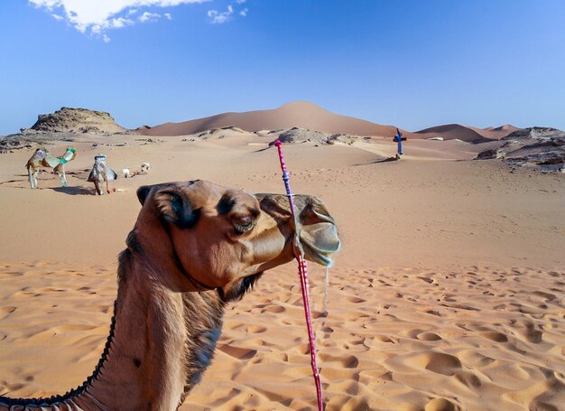 Camelo no deserto