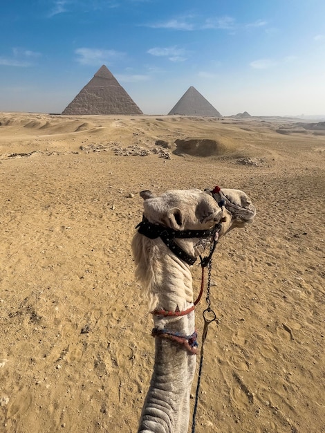 Foto camelo no fundo da pirâmide egípcia grandes pirâmides do egito gizé cairo