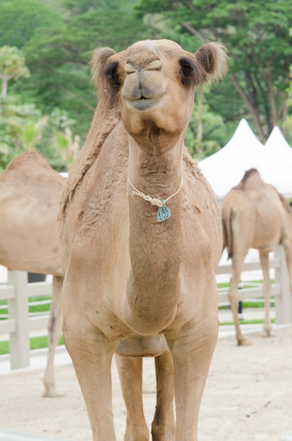 Camelo no zoológico