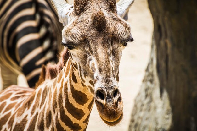 Camelopardalis cativante Encontros impressionantes com girafas no zoológico