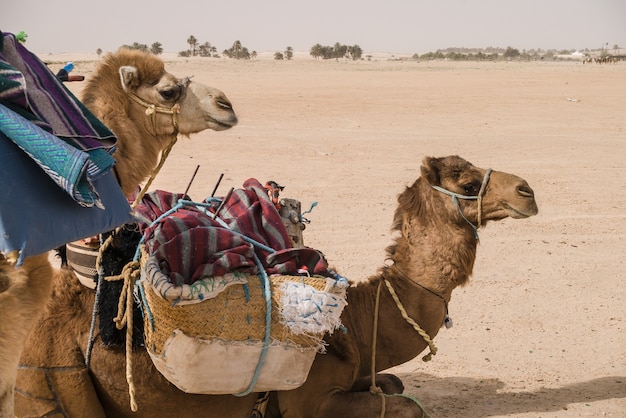 Camelos à espera de serem carregados no sahara do deserto