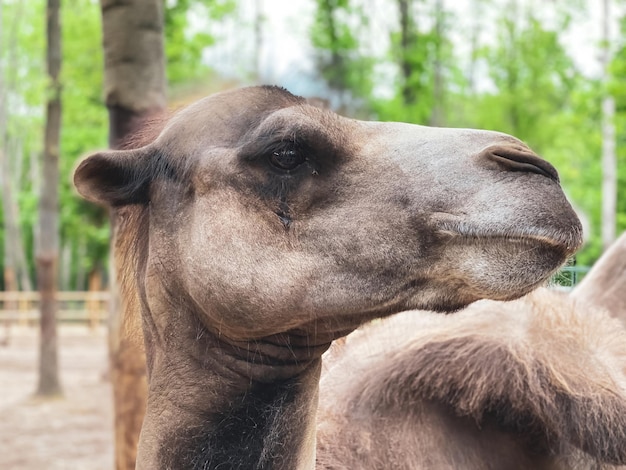 Camelos bactrianos no território do zoológico na área do parque