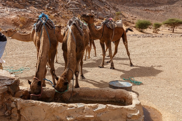 Somente burros bebem água : r/farialimabets