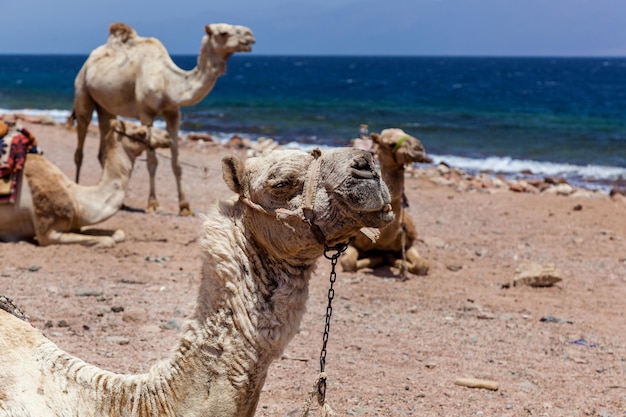 Camelos de caravana descansando perto do mar