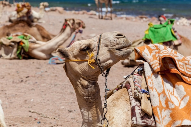 Camelos de caravana descansando perto do mar