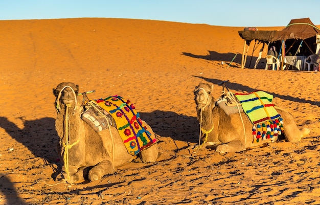 Camelos dromedários descansando nas dunas de Erg Chebbi do deserto do Saara. Merzouga, Marrocos