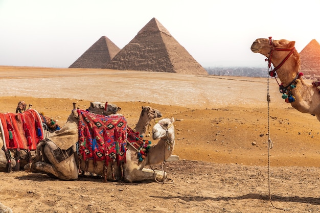 Camelos e as pirâmides no deserto de Gizé, Egito.