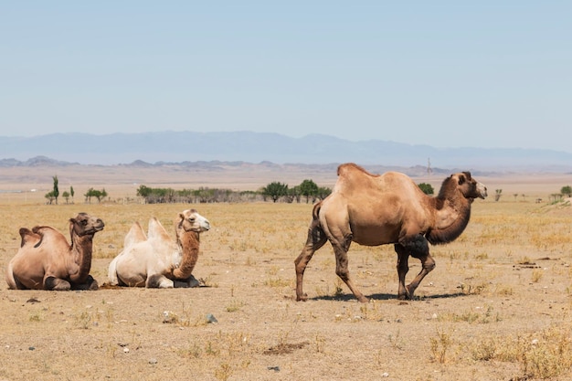 Camelos em terra contra o céu limpo