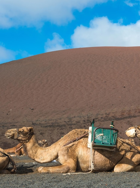 Camelos esperando o turista