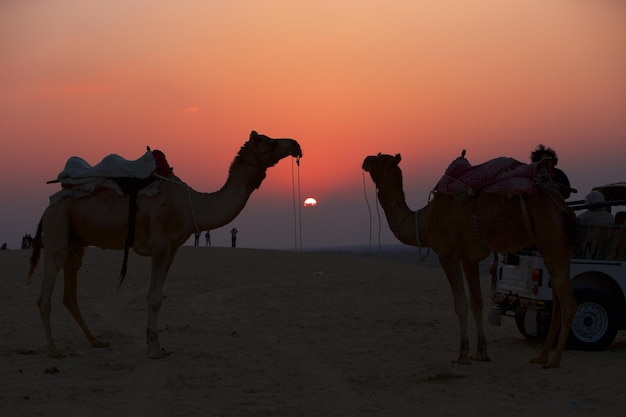 Camelos na areia no deserto contra o céu durante o pôr do sol.