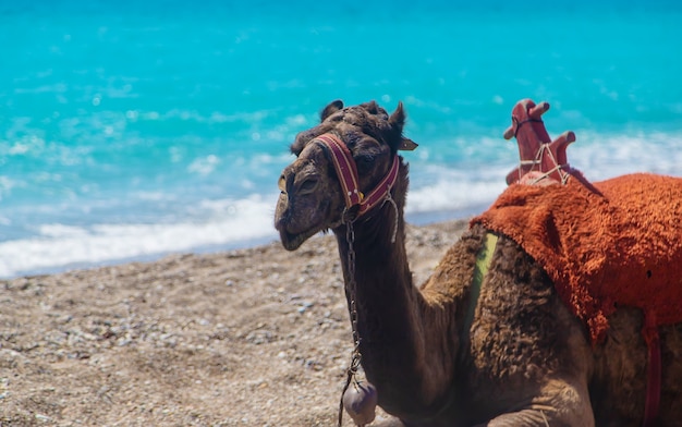 Camelos na costa do mar deserto. Foco seletivo. Natureza.