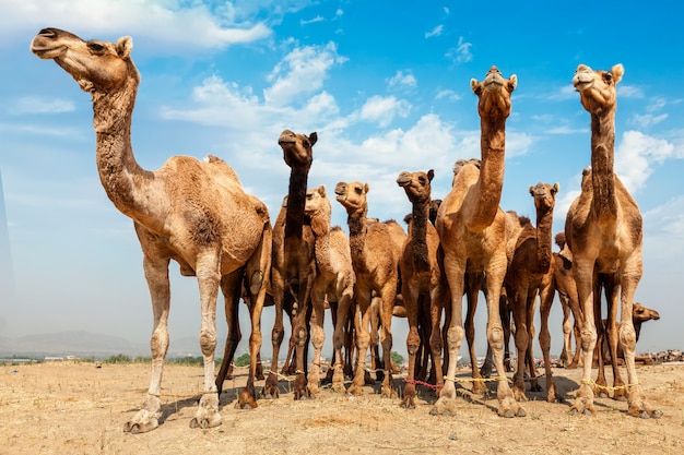 Camelos na Pushkar Mela Pushkar Camel Fair, Índia