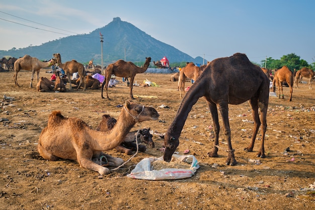 Camelos na Pushkar Mela Pushkar Camel Fair, Índia