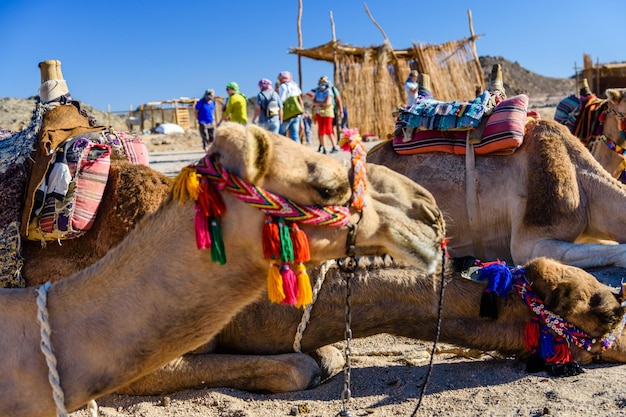 Camelos no deserto árabe não muito longe da cidade de Hurghada, Egito