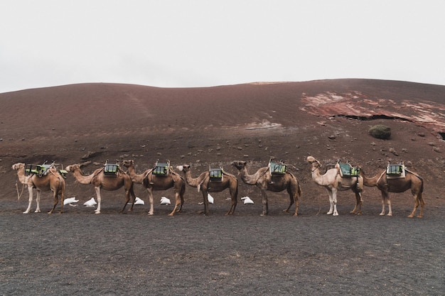 Camelos no deserto contra o céu limpo
