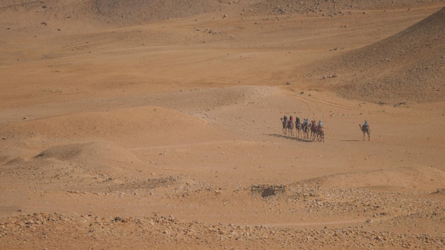 Camelos no deserto do Cairo