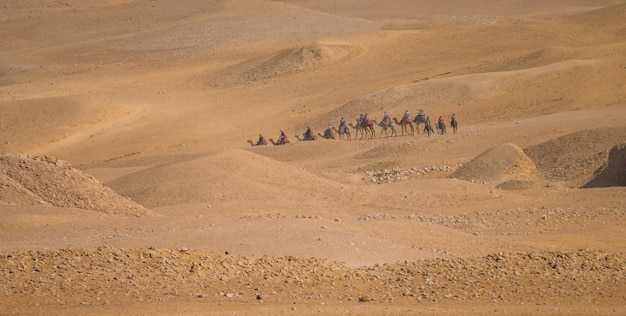 Camelos no deserto do Cairo