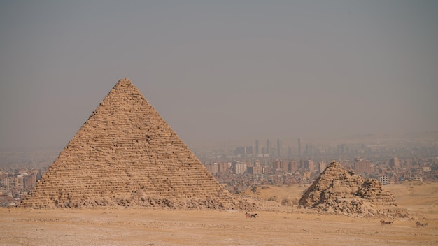 Camelos no deserto do Cairo