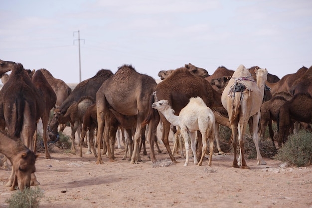 Camelos no Deserto do Saara, no distrito de Marrocos, Manada de camelos