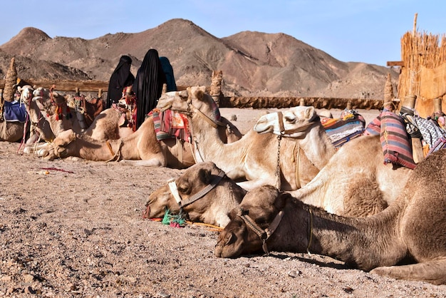 Camelos no deserto