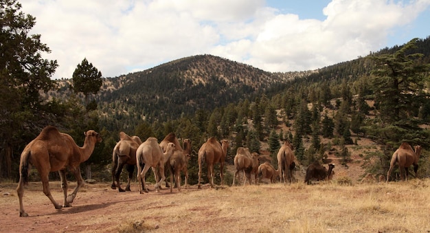 camelos nômades