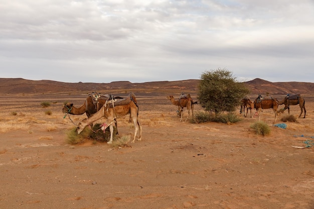 Camelos pastam em um pasto no deserto do Saara