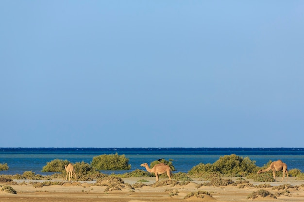 Camelos selvagens viajam ao longo da costa do mar vermelho