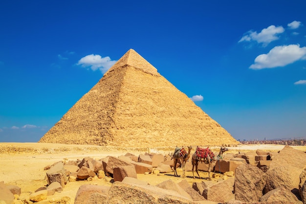 Camelos vestidos perto da pirâmide de khafre grandes pirâmides egípcias