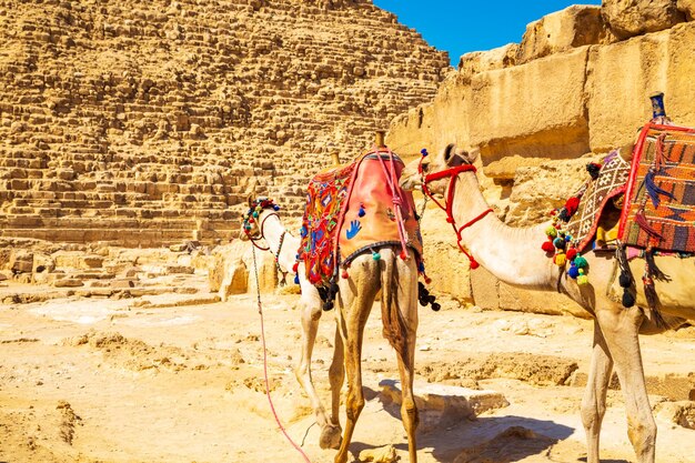 Foto camelos vestidos perto da pirâmide de khafre grandes pirâmides egípcias