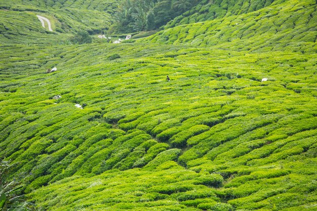 Cameron Highlands, planta de té por la mañana.