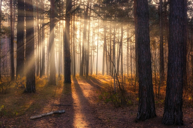 Camina en el bosque. Mañana. Rayos de sol. Belleza. otoño.