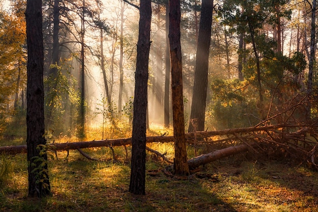 Camina en el bosque. Mañana soleada. Las luces de un sol