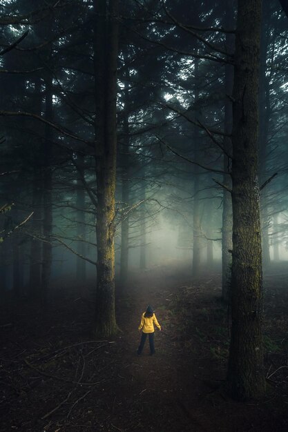 Caminando en un bosque en una mañana de niebla