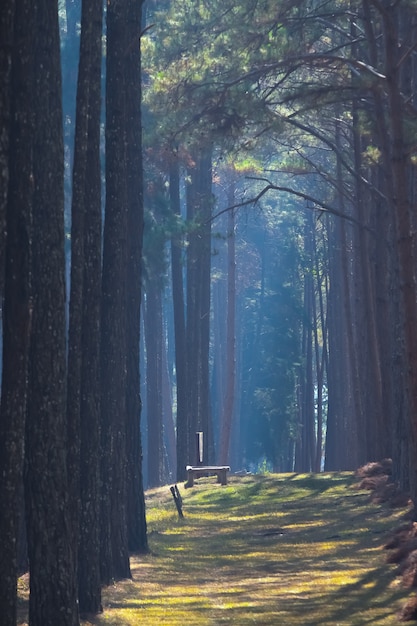 Caminando por el bosque de pinos por la mañana.