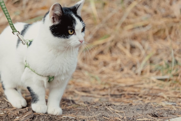 Caminando con gato blanco y negro en el parque. Lindo gato joven con correa. Mascotas caminando aventura al aire libre de otoño en la arena. Gato con correa en la naturaleza. Gato con arnés verde y correa en bosque