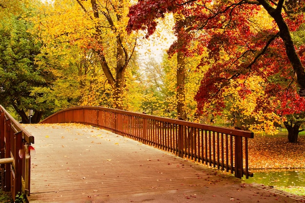 Foto caminando sobre un puente de madera en un parque de otoño tabla de tabla árboles amarillos en el fondo