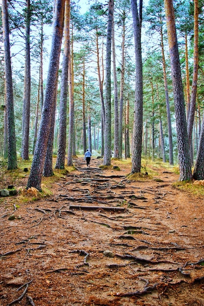 Un caminante asciende a lo lejos por un sendero entre altos pinos, en Boca del Asno, Segovia (España).