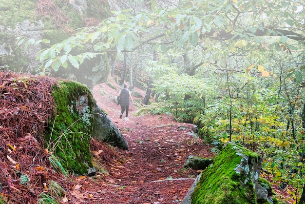 Caminante caminando bajo un bosque de castaños en una brumosa mañana de otoño, en Casillas, España.