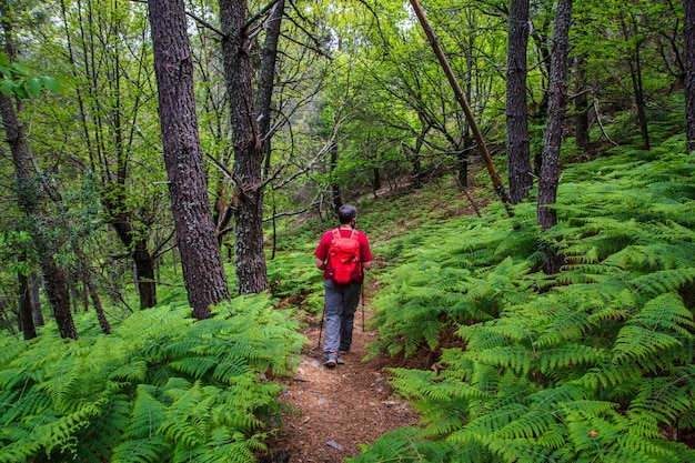 Caminante en rojo caminando en un bosque verde