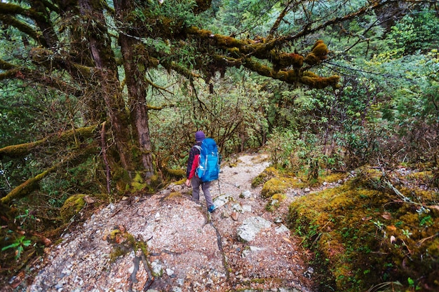 Caminante en las selvas del Himalaya, Nepal, región de Kanchenjunga